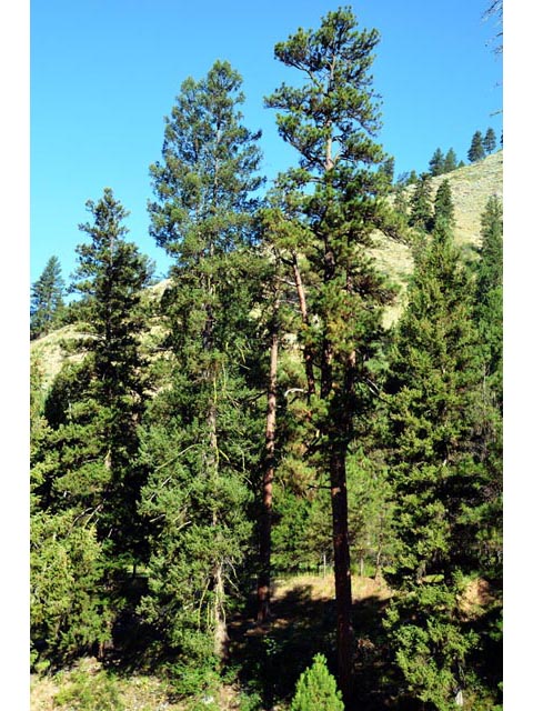Pinus ponderosa (Ponderosa pine) #70578