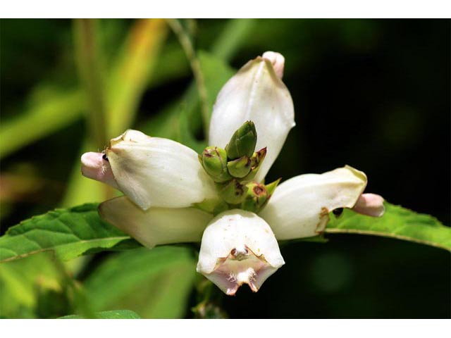 Chelone glabra (White turtlehead) #70790