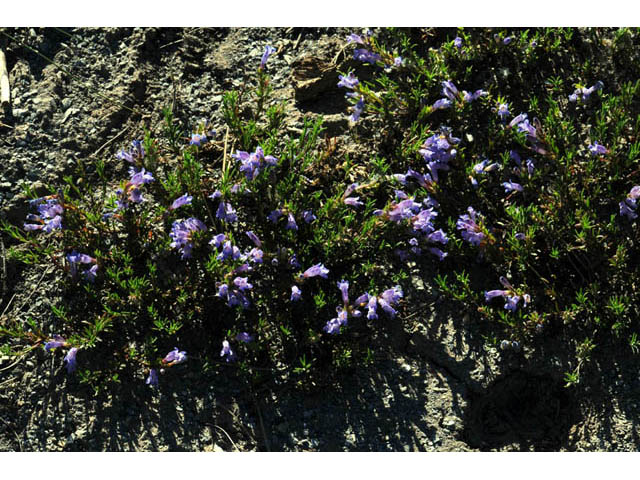 Penstemon crandallii (Crandall's penstemon) #70876