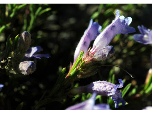 Penstemon crandallii (Crandall's penstemon) #70877