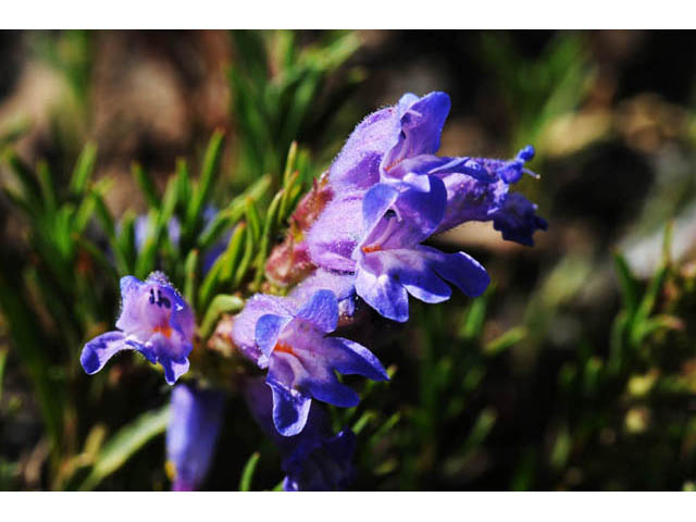 Penstemon crandallii (Crandall's penstemon) #70878