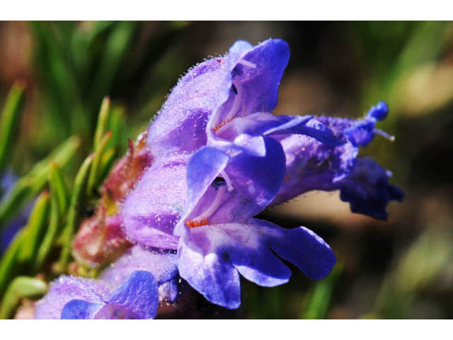 Penstemon crandallii (Crandall's penstemon) #70879