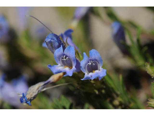 Penstemon crandallii (Crandall's penstemon) #70881