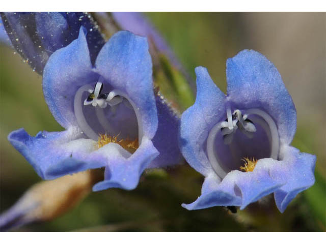 Penstemon crandallii (Crandall's penstemon) #70882