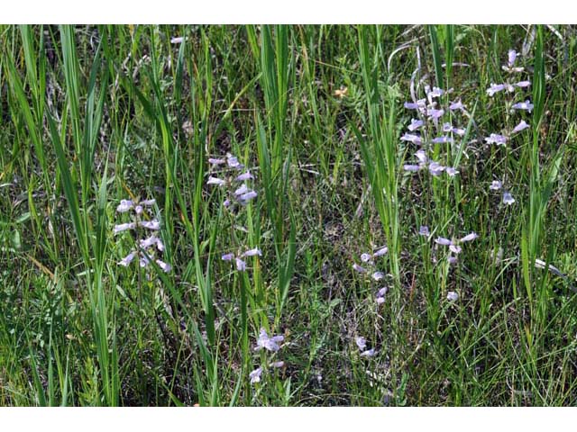 Penstemon gracilis var. gracilis (Lilac penstemon) #70907