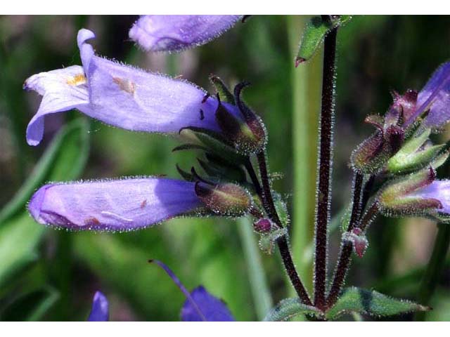 Penstemon gracilis var. gracilis (Lilac penstemon) #70912