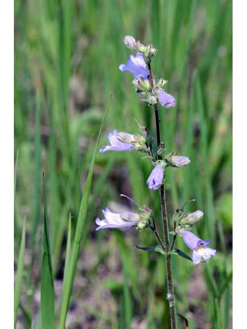 Penstemon gracilis var. gracilis (Lilac penstemon) #70916