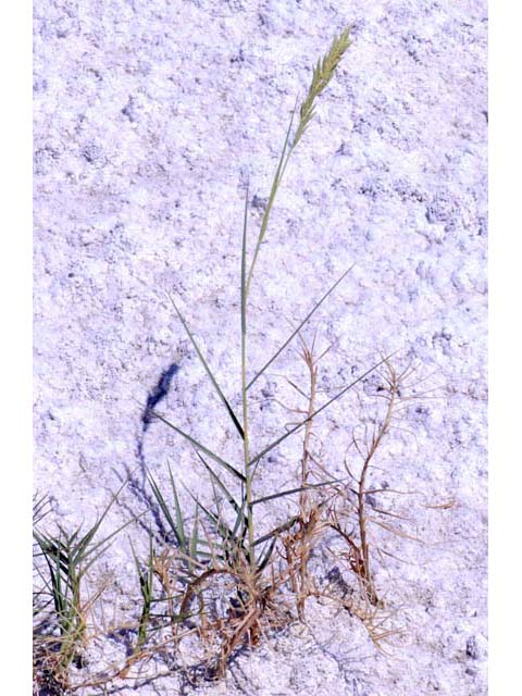 Distichlis spicata (Saltgrass) #70994