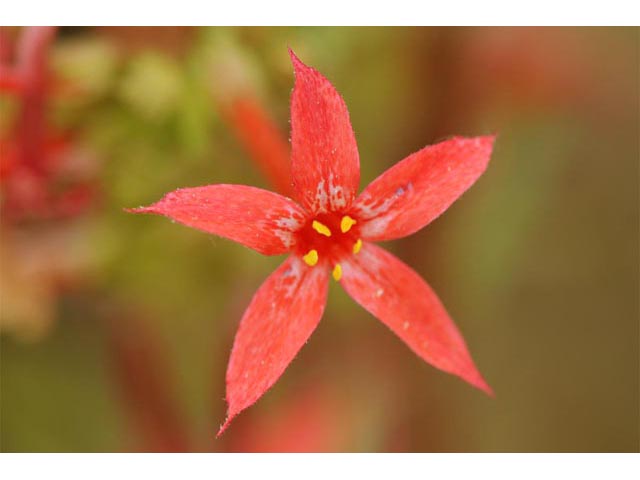 Ipomopsis aggregata ssp. aggregata (Scarlet gilia) #71046