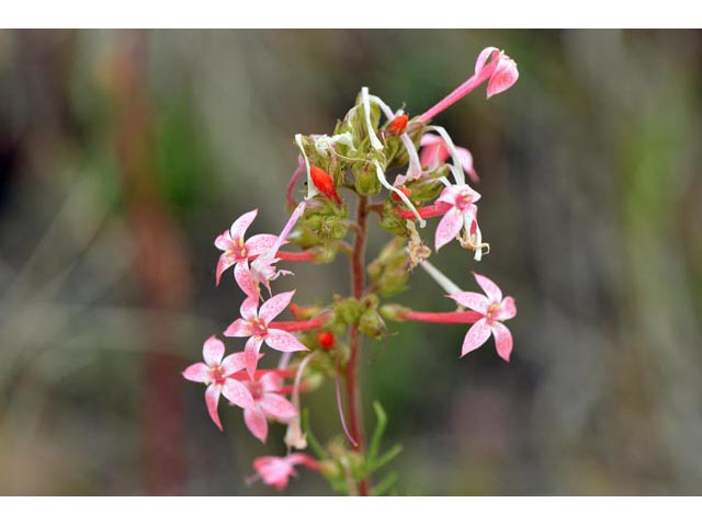 Ipomopsis aggregata (Scarlet gilia) #71073