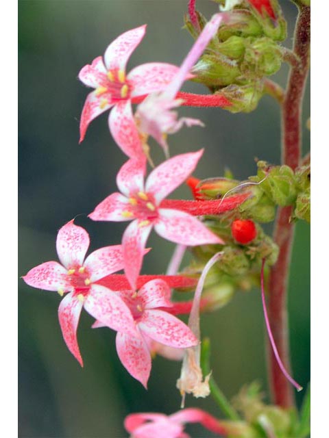 Ipomopsis aggregata (Scarlet gilia) #71074