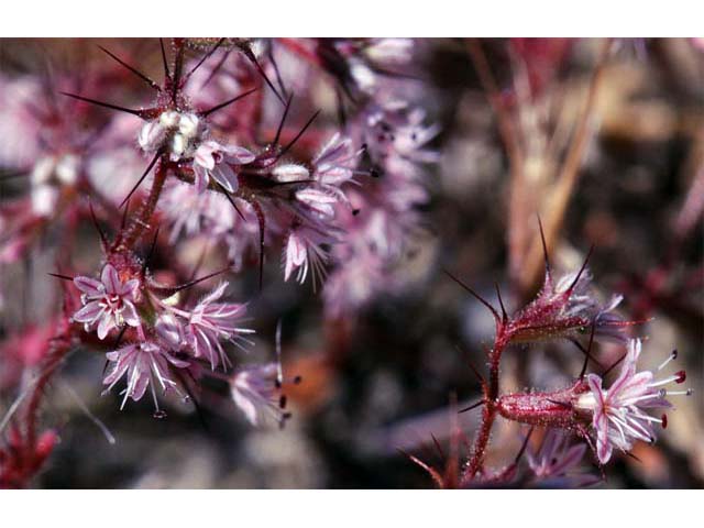 Aristocapsa insignis (Indian valley spinycape) #71172