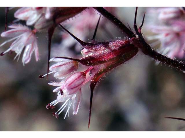 Aristocapsa insignis (Indian valley spinycape) #71176