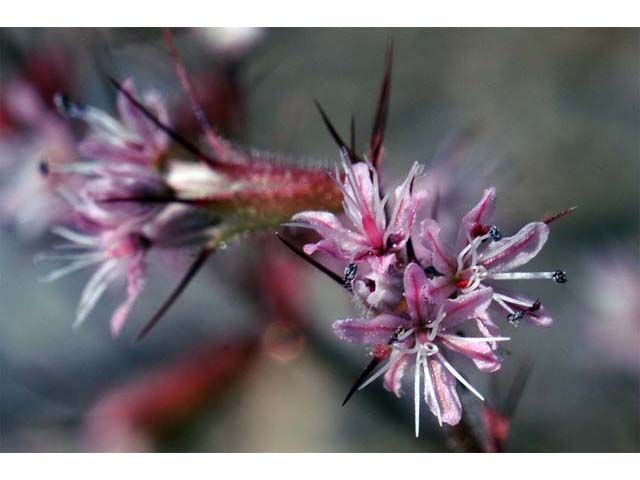 Aristocapsa insignis (Indian valley spinycape) #71177