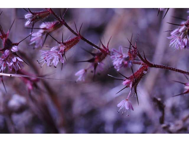 Aristocapsa insignis (Indian valley spinycape) #71184