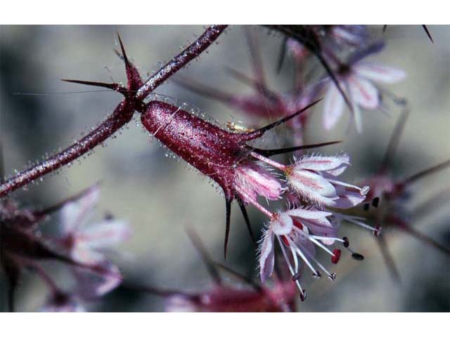 Aristocapsa insignis (Indian valley spinycape) #71186