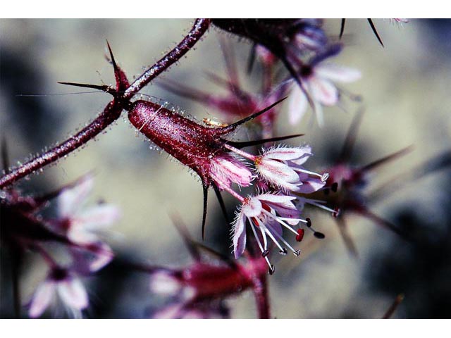 Aristocapsa insignis (Indian valley spinycape) #71188