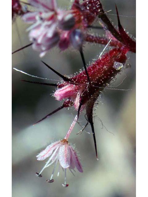 Aristocapsa insignis (Indian valley spinycape) #71190