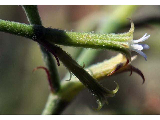 Chorizanthe brevicornu var. brevicornu (Brittle spineflower) #71206