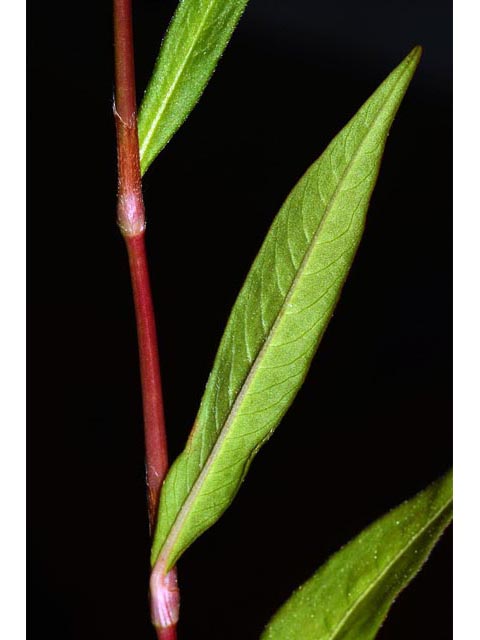 Polygonum pensylvanicum (Pennsylvania smartweed) #71566