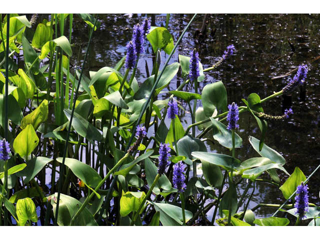 Pontederia cordata (Pickerelweed) #71679