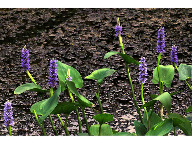 Pontederia cordata (Pickerelweed) #71683