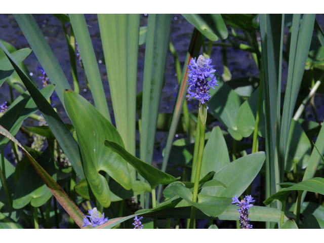 Pontederia cordata (Pickerelweed) #71685