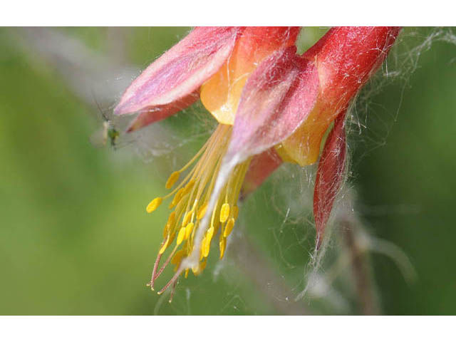 Aquilegia canadensis (Eastern red columbine) #72038