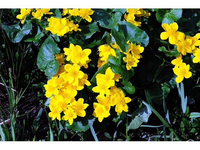 Caltha palustris (Yellow marsh marigold) #72213