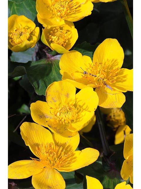 Caltha palustris (Yellow marsh marigold) #72222