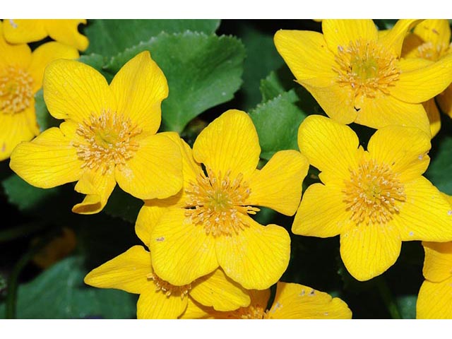 Caltha palustris (Yellow marsh marigold) #72255