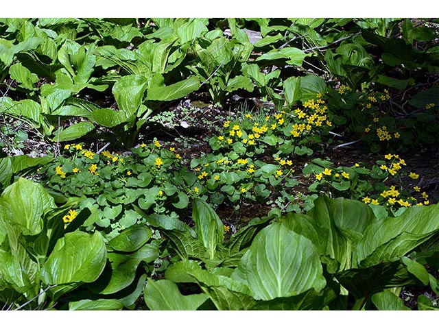 Caltha palustris (Yellow marsh marigold) #72258