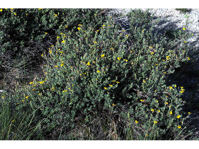 Dasiphora fruticosa (Shrubby cinquefoil) #72927