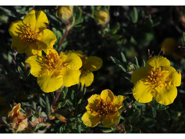 Dasiphora fruticosa (Shrubby cinquefoil) #72929