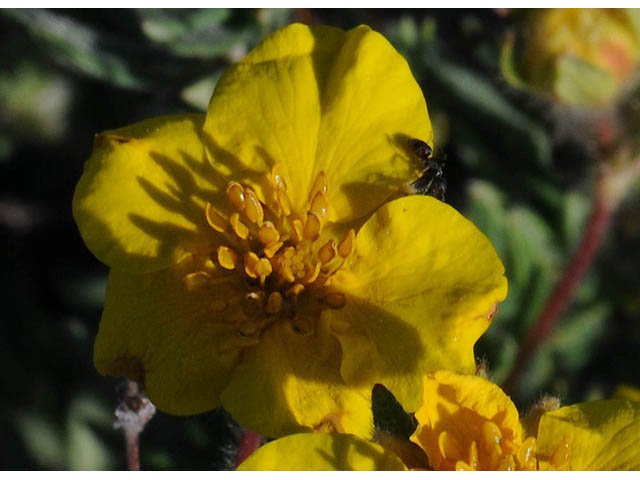 Dasiphora fruticosa (Shrubby cinquefoil) #72930