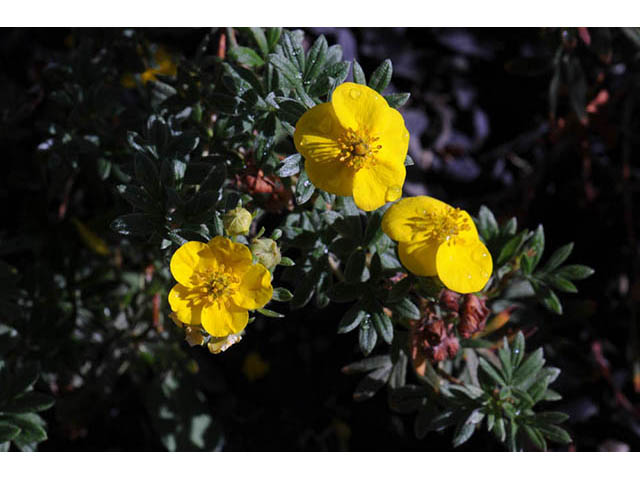 Dasiphora fruticosa (Shrubby cinquefoil) #72931