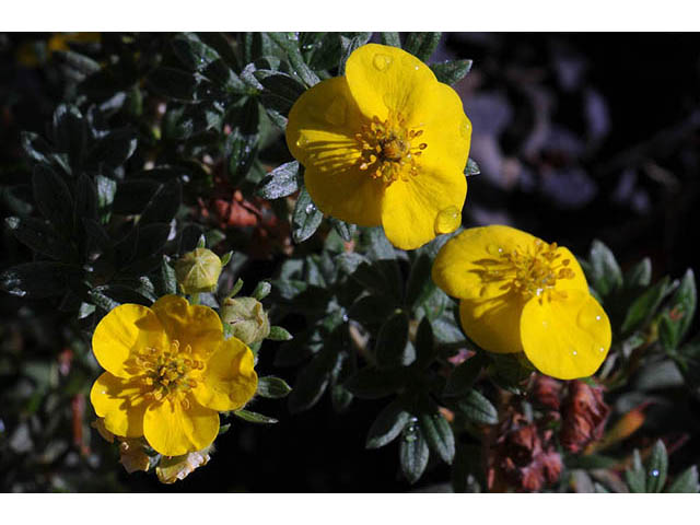 Dasiphora fruticosa (Shrubby cinquefoil) #72932