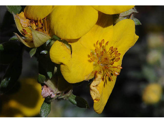 Dasiphora fruticosa (Shrubby cinquefoil) #72935