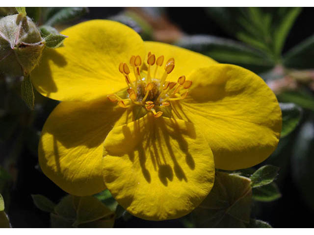 Dasiphora fruticosa (Shrubby cinquefoil) #72937