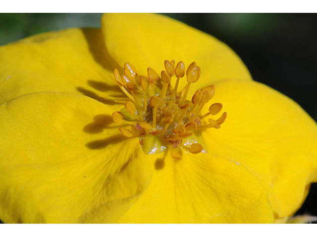 Dasiphora fruticosa (Shrubby cinquefoil) #72940