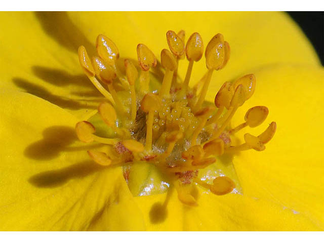 Dasiphora fruticosa (Shrubby cinquefoil) #72941