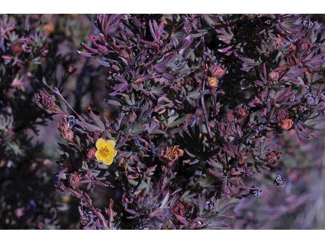 Dasiphora fruticosa (Shrubby cinquefoil) #72942