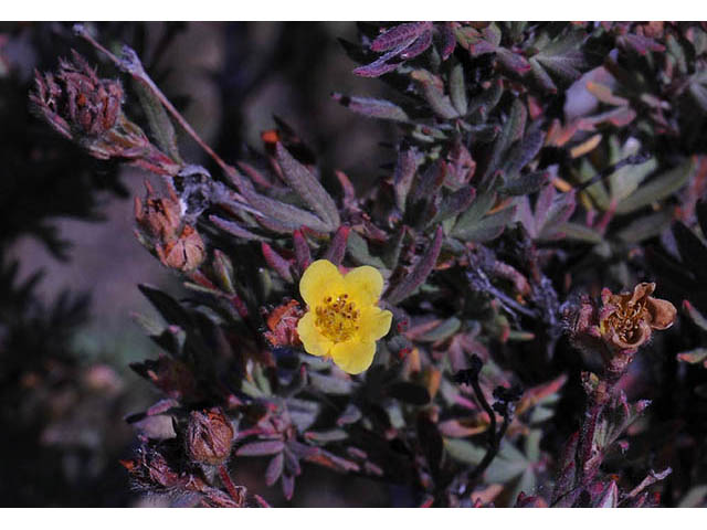 Dasiphora fruticosa (Shrubby cinquefoil) #72943