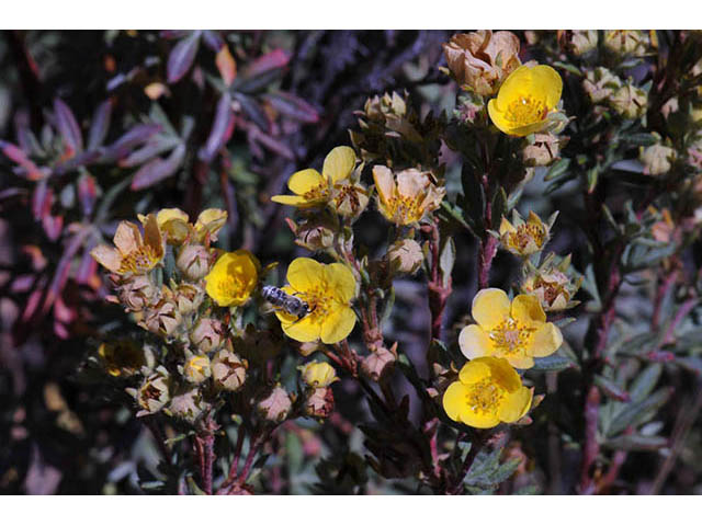 Dasiphora fruticosa (Shrubby cinquefoil) #72949