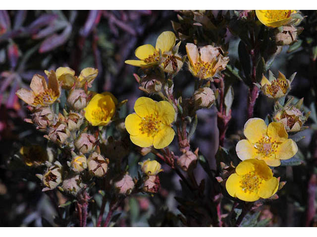 Dasiphora fruticosa (Shrubby cinquefoil) #72951