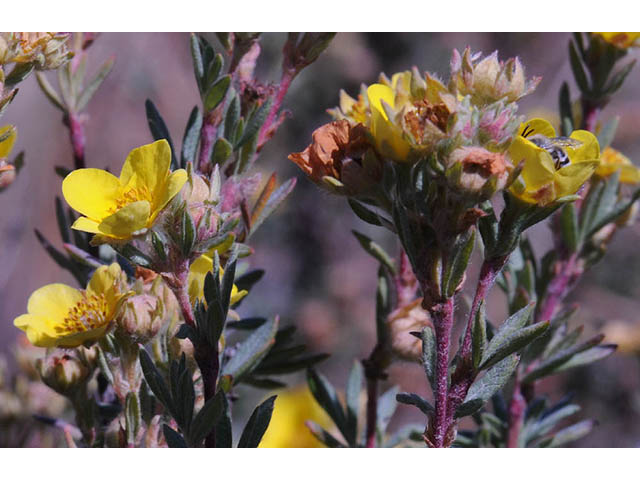 Dasiphora fruticosa (Shrubby cinquefoil) #72952