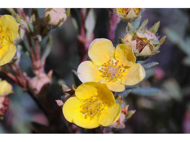 Dasiphora fruticosa (Shrubby cinquefoil) #72953