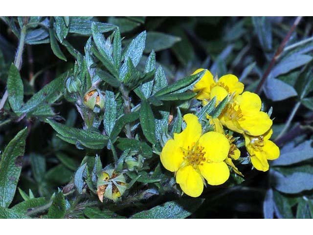 Dasiphora fruticosa (Shrubby cinquefoil) #72968