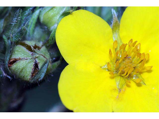 Dasiphora fruticosa (Shrubby cinquefoil) #72970