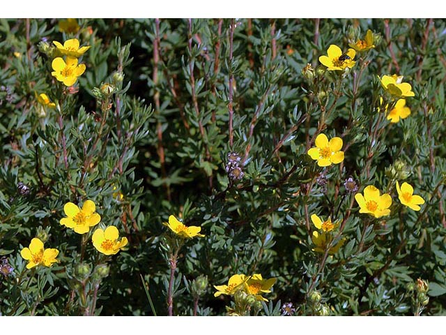 Dasiphora fruticosa (Shrubby cinquefoil) #72977